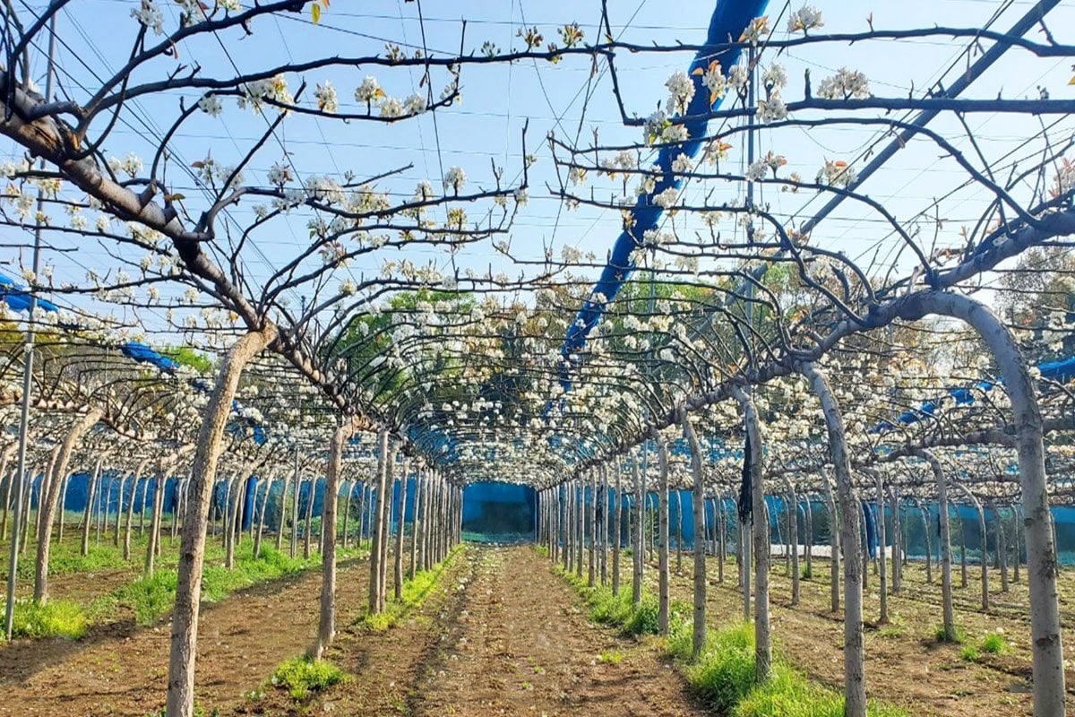 千葉県船橋市にある鈴果園の梨栽培風景